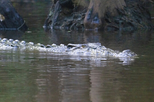 Crocodile, at dawn, in the Kinabangtan River, in Borneo.