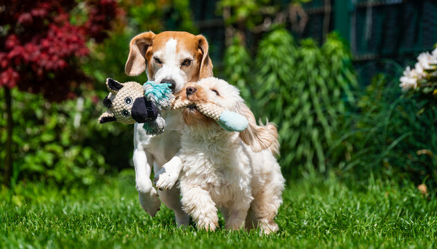 Playful Maltipoo and brown hound dog running through a sunny backyard while carrying stuffed sheep and blue toys