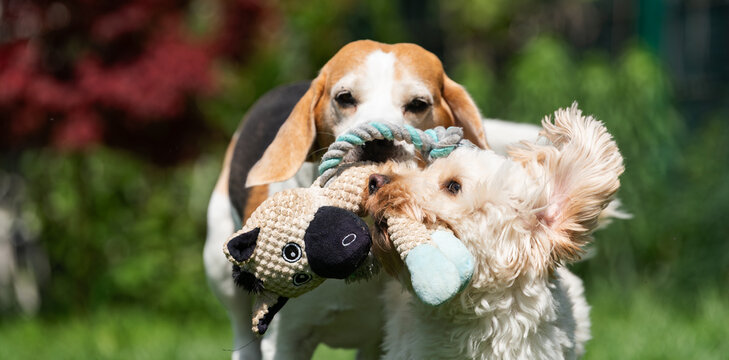 Playful Beagle and White Maltipoo Dog Playing Tug-of-War with a Sheep Plush Toy in a Sunny Backyard Garden
