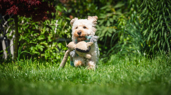 Cute Small White Maltipoo Dog Holding a Plushed Toy in a Sunny Green Garden Backyard During a Playful Summer Day