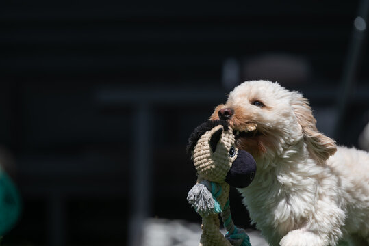 Adorable small white Maltipoo puppy joyfully playing with a handmade knitted toy in a sunny outdoor backyard setting.