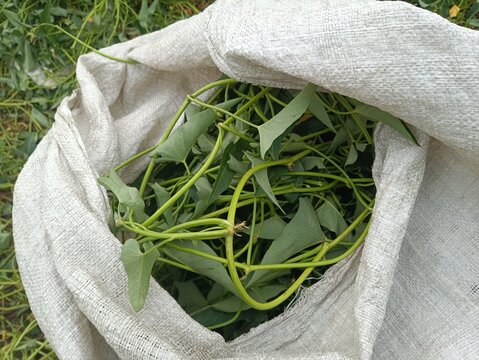 Green Sweet Potato Leaves Gathered in Sack