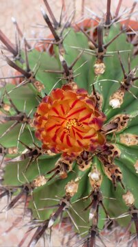 Ferocactus Cactus Flower Opening in Time Lapse. Vertical Format.