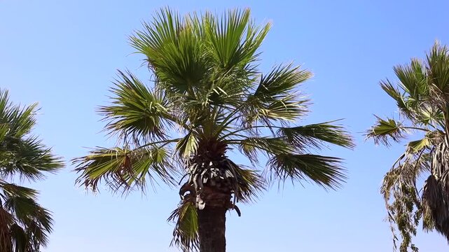 Palm tree leaves sway and rustle vigorously in strong wind on a windy day in the Middle East.