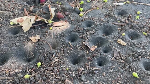 Antlion Pits and Funnel Traps on Sandy Soil