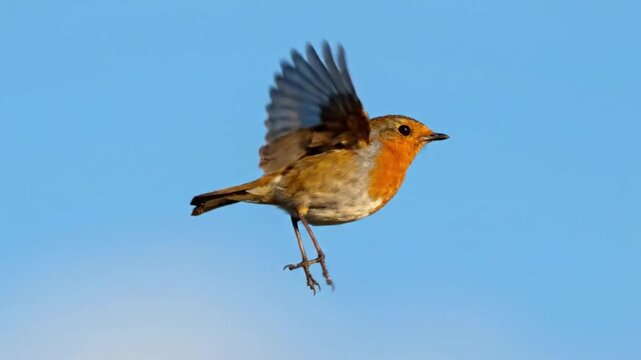 European Robin Bird Flying Gracefully Against Clear Blue Sky Background