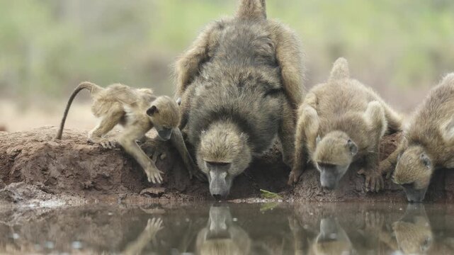 Closeup of a female chacma baboon, and three young baboons bending down for a drink at a waterhole. Filmed from a low angle in Mashatu Game Reserve, Botswana.