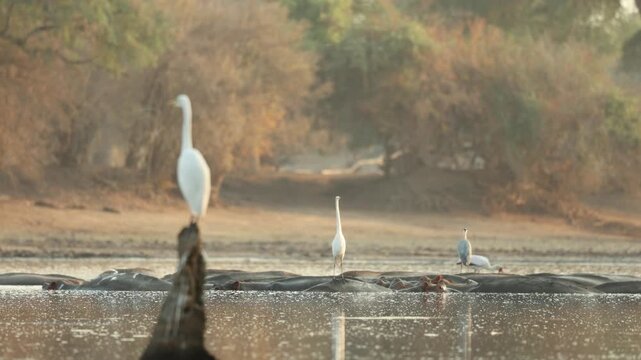 A Great Egret perches on a tree stump rising from the water in Mana Pools National Park, Zimbabwe, while a group of hippos rests in the water in the background, surrounded by additional waterbirds.