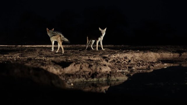 A pair of Black-backed Jackals engage in an aggressive altercation while standing at a waterhole at night. Filmed from a low angle in Mashatu Game Reserve, Botswana.