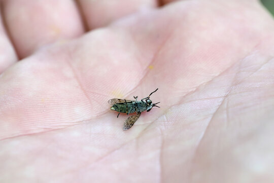 Common Horse Fly, Haematopota pluvialis, female. Killed, lying of hand.