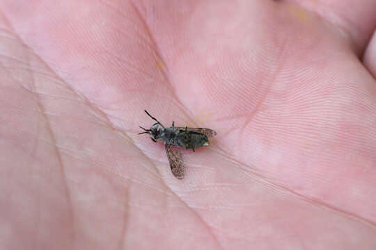 Common Horse Fly, Horse Fly, Notch-horned Cleg Fly, cleg-fly, cleg (Haematopota pluvialis), female. Killed after trying to bite, lying on a hand.