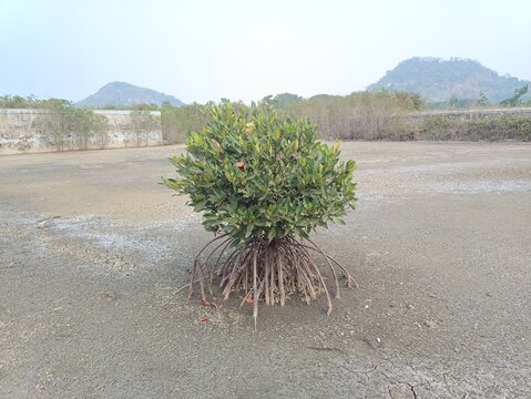 Solitary Mangrove Bush in Dry Coastal Mudflat