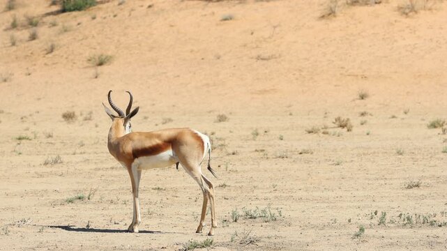 A lone springbok stands alert in the arid landscape of the Kgalagadi Transfrontier Park, South Africa, looking over its shoulder.