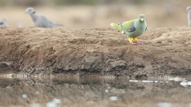 A green pigeon walks along the edge of a waterhole surrounded by ring-necked doves gathering for a morning drink. Filmed from a low angle in Mashatu Game Reserve, Botswana.