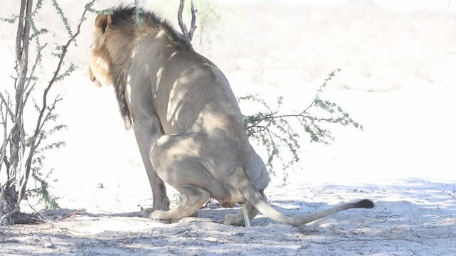 A male lion gets up and urinates in the arid landscape of the Kgalagadi Transfrontier Park, South Africa, while his brother walks away in the background.