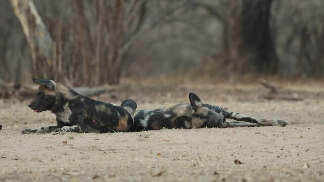 Three African Wild Dogs lie back to back while sleeping in the sand while one dog has its head up and looking, Mana Pools National Park, Zimbabwe, filmed from a low angle.