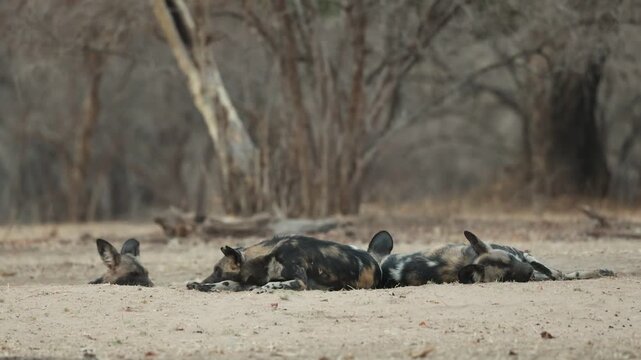 Four African Wild Dogs lie back to back while sleeping in the sand in Mana Pools National Park, Zimbabwe, filmed from a low angle.