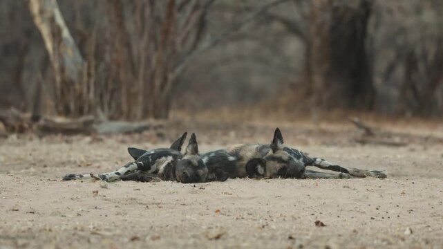 Two African Wild Dogs lie back to back in the sand in Mana Pools National Park, Zimbabwe, as both dogs simultaneously lower their heads to rest.