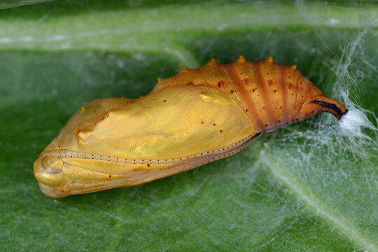 Vanessa cardui pupa in the wild state