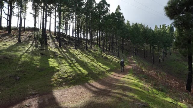 Trekking on Gran Canaria: A lone hiker follows a winding dirt trail through a vibrant pine forest. Golden sunbeams illuminate the path, creating a peaceful and scenic adventure.