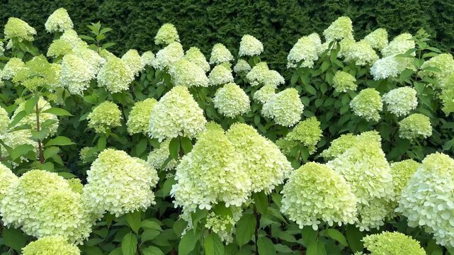 A vibrant garden filled with abundant lime-green and white panicled hydrangea blossoms growing densely against a dark evergreen hedge background.