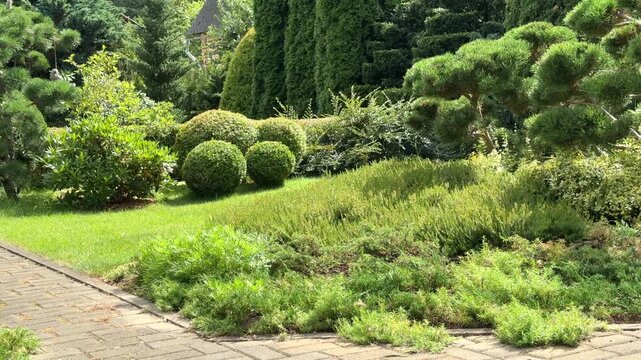 A beautifully landscaped garden featuring niwaki-pruned pine trees, round spherical shrubs, creeping junipers, and lush green foliage along a paved walkway.