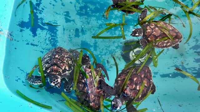 Baby Sea Turtles Feeding Together in Shallow Water