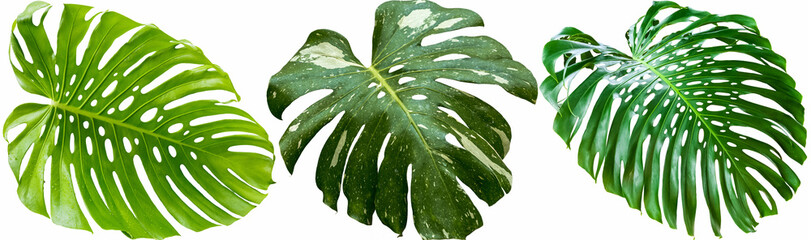 Feuille de philodendron sur fond blanc  © Unclesam
