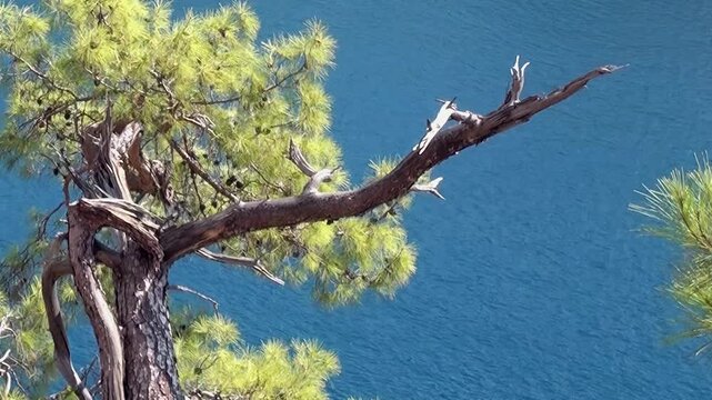 The scene shows pine canopy beside blue sea in wooded rocky coast. Across the view, green and golden pine foliage framing deep blue sea and rocky slopes across the visible setting.