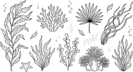 Underwater seaweed and coral reef vector elements bundle featuring ocean plants kelp sea anemone and starfish line art © Mdmain