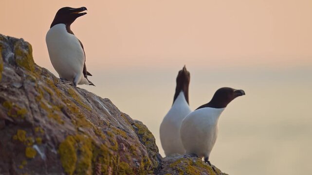 Razorbills Colony of Seabirds at Sunset on Coast, Colony of Razorbills on Rocks with Ocean Sea Water and Orange Sunset Sky on Skomer Island in Wales, UK Nature and Wildlife