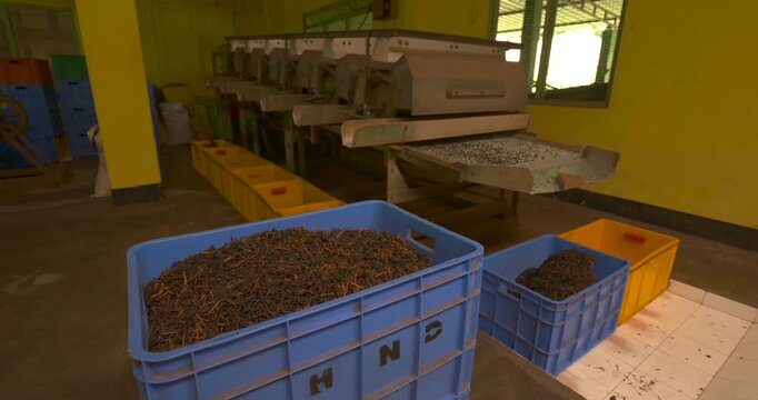 Blue plastic crates hold separate piles of dried black tea with different leaf sizes and textures while a row of metal sorting machines and yellow collection bins extends behind them
