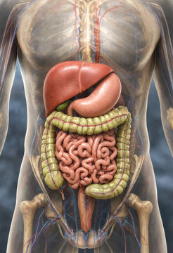 Detailed anatomical illustration of human digestive system organs inside body