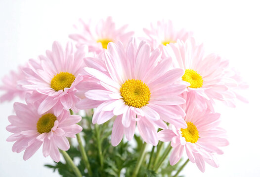 Fresh pink and yellow daisy flowers in natural bouquet arrangement