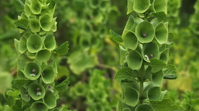 Close up of green Moluccella laevis, also known as Bells of Ireland, featuring delicate light green bell shaped calyces. Natural green plant background.