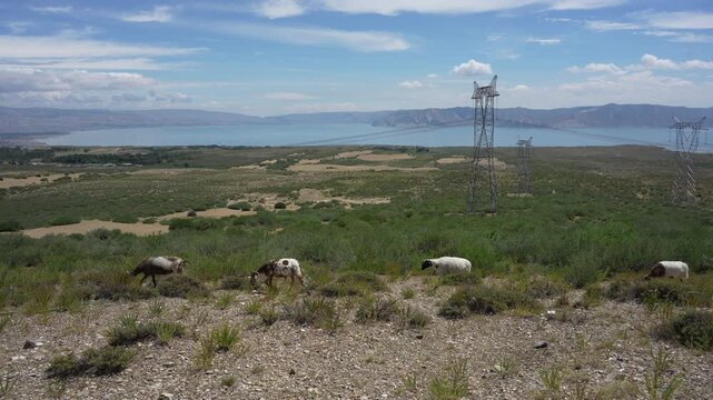 sheep grazing on green grassland with distant mountains and lake view
