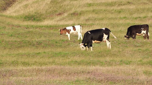 Two cows and a calf grazing on a summer pasture
