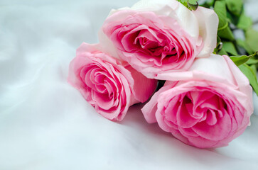 Fototapeta premium The branch of pink roses on white fabric backgrou 