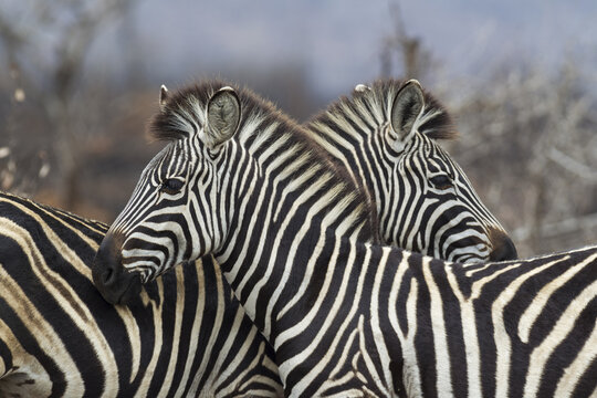 View of two zebras standing close together with their distinctive black and white striped coats in Kruger National Park, South Africa.