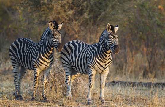 View of two zebras standing in the dry grass of Kruger National Park, South Africa.