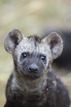 View of a spotted hyena cub with large ears and dark fur looking directly at the camera in the Kruger National Park, South Africa.