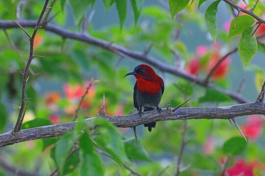 Crimson Sunbird perching, in Sandakan, Borneo.
