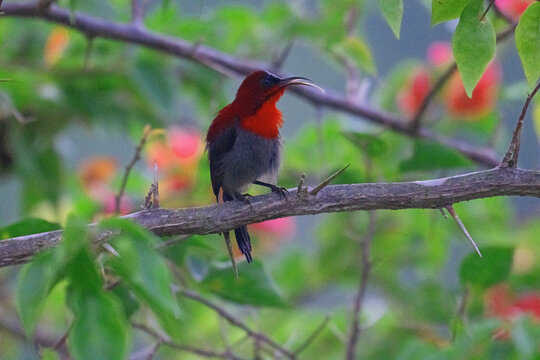 Crimson Sunbird, perching in Sandakan, Borneo.