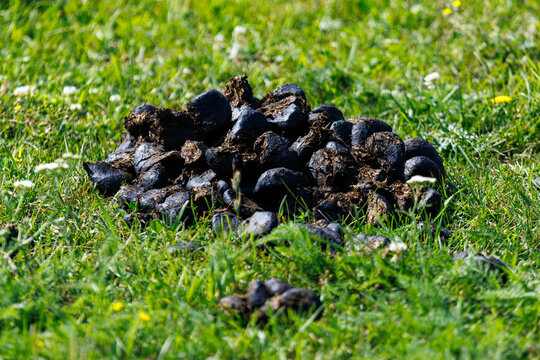 Black horse manure piles on green grass