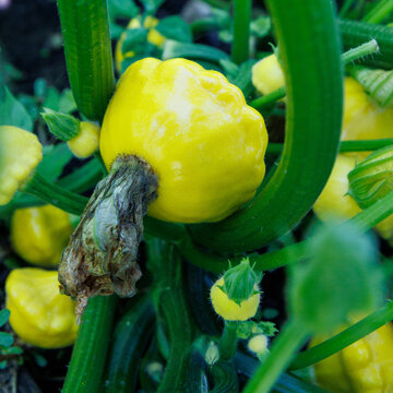 A yellow squash hangs from a green plant stem. Fresh, bright yellow fruits grow among the leaves.