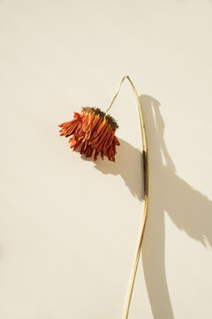 Close-Up of a Dried Orange Flower