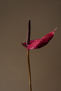 Close-Up of a Purple Anthurium Flower