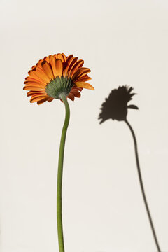 Orange Gerbera Daisy with Shadow Still Life. Aesthetic Flower Composition