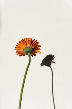 Vibrant Orange Gerbera Flower with Shadow