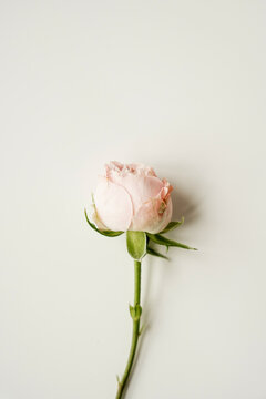 Single Pink Rose on White Background